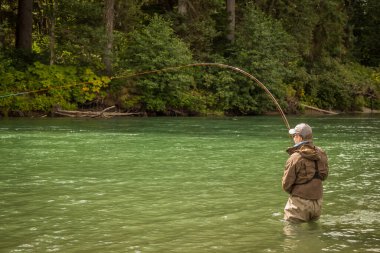 Bir adam, Kanada 'nın Britanya Kolumbiyası' ndaki Kitimat Nehri 'nde yürürken çubuğu bükülmüş bir somon somonuna takılmış..