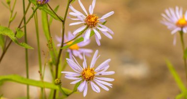 Mor 'Ekim semaları' nın (Symphyotrichum oblongifolium) güzel yakın çekimi papatya çiçeği.
