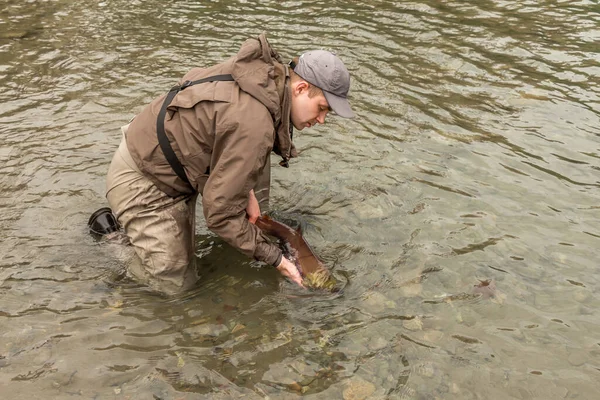 Pescatore Che Rilascia Salmone Rosso Nel Fiume Mentre Guadagna Columbia — Foto Stock