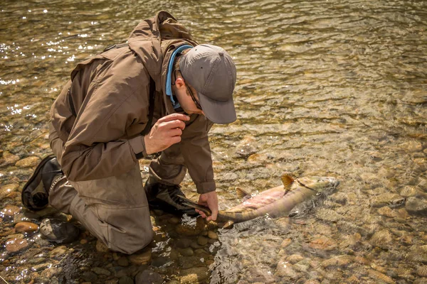 Pescador Sostiene Gran Salmón Chum Agua Para Recuperar Respiración Antes — Foto de Stock