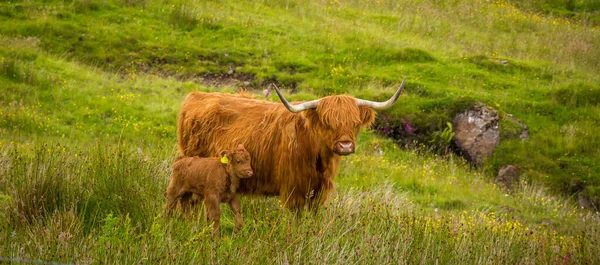 Highland Cow and her calf together in a rough, green, grassy, Scottish highland field, on the Isle of Skye, Scotland