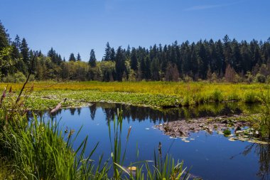 Stanley Park, Vancouver, British Columbia, Kanada 'da yaz aylarında Kunduz Gölü' ndeki bir ormanlık arazinin yansıması.