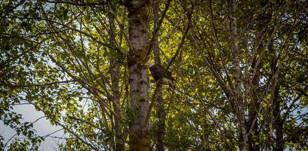 Örn Uppflugen Gren Ett Träd Skog Närheten Terrace British Columbia — Stockfoto