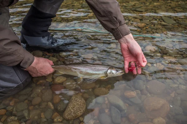 Pescador Punto Soltar Una Trucha Toro Capturado Una Mosca Nuevo —  Fotos de Stock