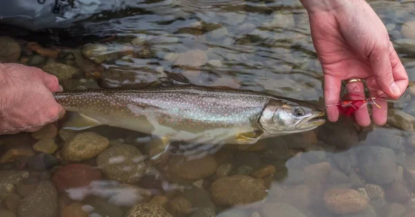 Primo Piano Una Trota Toro Acqua Catturato Una Mosca Intrusa — Foto Stock