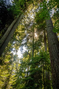 Stanley Park, Vancouver, Britanya Kolumbiyası, Kanada yaz aylarında yeşil kozalaklı ağaçların üzerinde parlayan ışık
