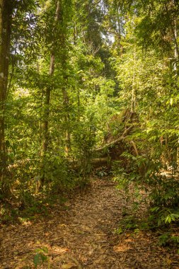 Gunung Leuser Ulusal Parkı, Bukit Lawang, Endonezya 'daki yağmur ormanlarında bir patika.