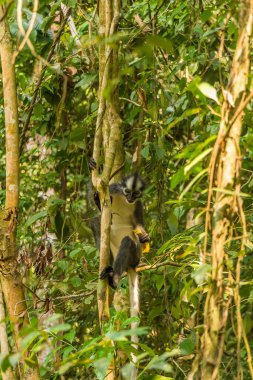 Thomas Langur, Yaprak Maymun, Gunung Leuser, Bukit Lawang Ulusal Parkı, Sumatra, Endonezya 'da bir ağaçta besleniyor.