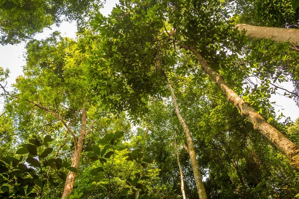 Primaire Regenwoud Luifel Gunung Leuser National Park Bukit Lawang Indonesië — Stockfoto