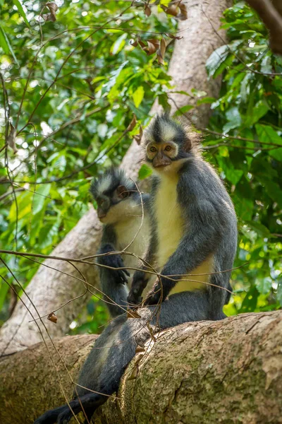 Thomas Langur Leaf Monkey Situato Albero Gunung Leuser Bukit Lawang — Foto Stock