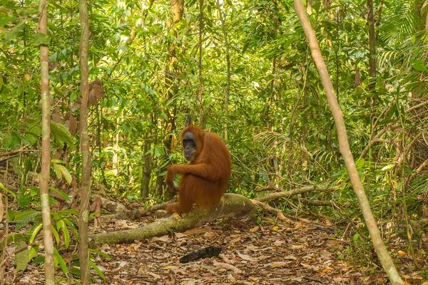 Een Orang Oetan Zittend Een Tak Gungung Leuser National Park — Stockfoto