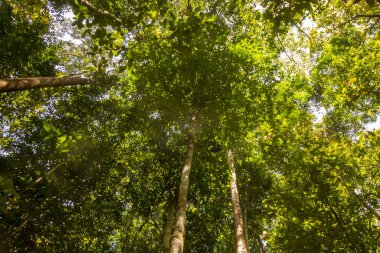 Güneşli bir günde ikincil bir yağmur ormanının tepe örtüsü, Taman Negara Yağmur Ormanı, Malezya