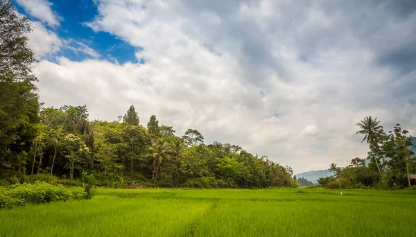 印度尼西亚苏门答腊岛北部托巴湖萨摩亚岛上的一个茂盛的绿色稻谷 — 图库照片