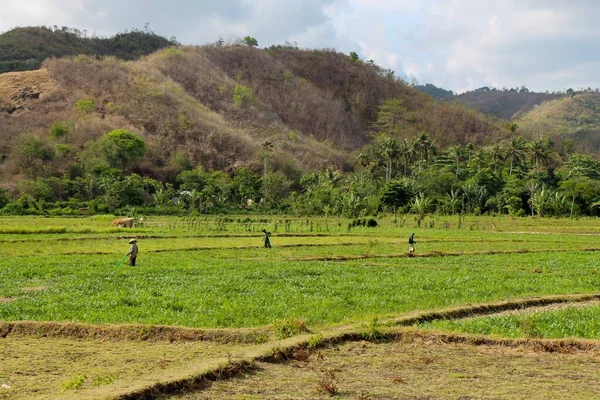 Trabajadores Arroz Con Cáscara Campo Cerca Mawun Beach Kuta Lombok — Foto de Stock