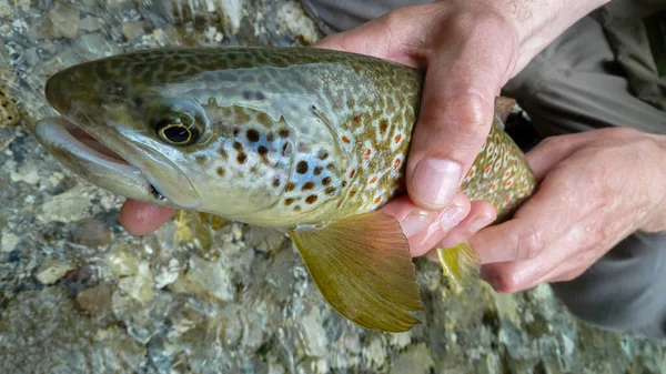 スロベニアの近くのソカ川で捕獲された大理石のマスと茶色のマスのハイブリッドである魚の終わり — ストック写真