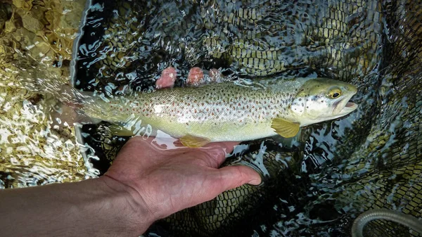 Slovenya Nın Tolmin Kenti Yakınlarındaki Soca Nehri Nde Yakalandıktan Sonra — Stok fotoğraf