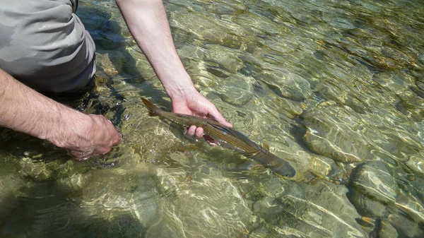 Cattura Rilascio Pesce Grigliato Viene Rilasciato Fiume Pescatore Sul Fiume — Foto Stock