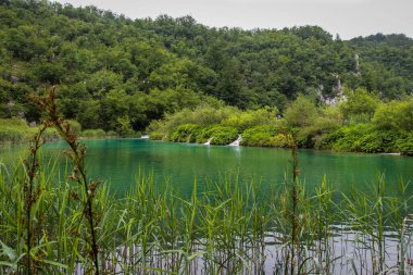 Arka planda şelale bulunan sazlıkların üzerinde yeşil bir göl manzarası, Plitvice Gölleri, Hırvatistan