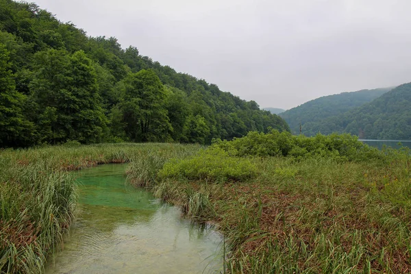 Clear Green Stream Flowing Reed Bed Lake Kozjak Plitvice Lakes — Stock Photo, Image