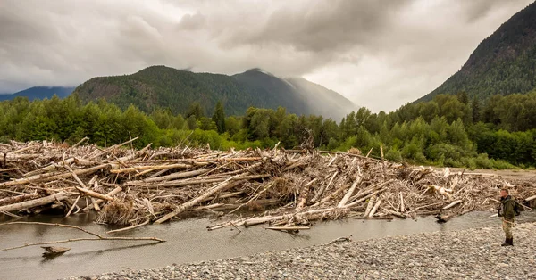 Hombre Pie Junto Gran Atasco Troncos Río Columbia Británica Canadá — Foto de Stock