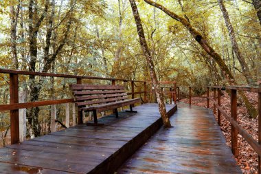 Yağmurdan sonra sonbahar ormanında ahşap bank.