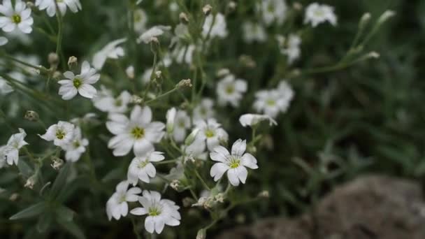 Schöne Kleine Weiße Blumen Einem Blumenbeet — Stockvideo