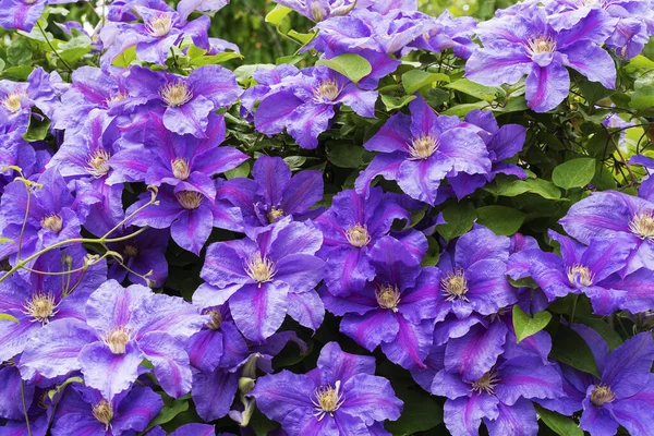 Fleurs Violettes Maison Fleurissent Fin Mai — Photo