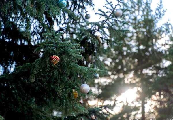 树上挂着五彩缤纷的大圣诞球 树上挂着五彩缤纷的大圣诞球 — 图库照片