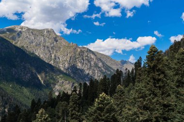 Güzel Kafkas dağları, yüksek çam ağaçları ve mavi gökyüzü.