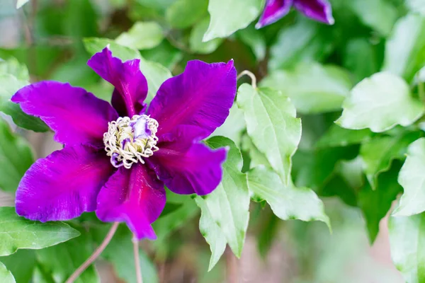 Schöne fliederfarbene Blume mit Käfer auf grünem Hintergrund — Stockfoto