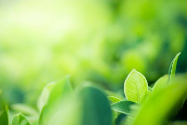 Çevrenin güzel manzarası. Bulanık yeşillik arka planında yeşil yapraklar. Kamu parkında güneş ışığı. Manzara ekolojisi ve duvar kağıdı ve arkaplan için kopyalama alanı..