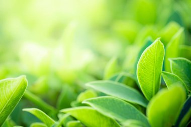 Çevrenin güzel manzarası. Bulanık yeşillik arka planında yeşil yapraklar. Kamu parkında güneş ışığı. Manzara ekolojisi ve duvar kağıdı ve arkaplan için kopyalama alanı..