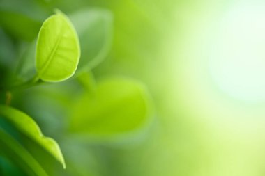 Çevrenin güzel manzarası. Bulanık yeşillik arka planında yeşil yapraklar. Kamu parkında güneş ışığı. Manzara ekolojisi ve duvar kağıdı ve arkaplan için kopyalama alanı..