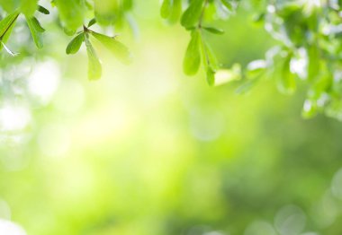 Yeşil yaprağın bahçedeki bulanık arkaplan ve güneş ışığını kapamak için doğal yeşil bitki, ekoloji ve duvar kağıdı ve arkaplan için kopyalama alanı kullanın.