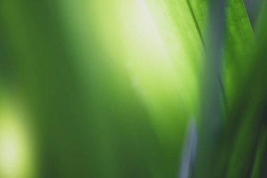 Yeşil yaprağın bahçedeki bulanık arkaplan ve güneş ışığını kapamak için doğal yeşil bitki, ekoloji ve duvar kağıdı ve arkaplan için kopyalama alanı kullanın.