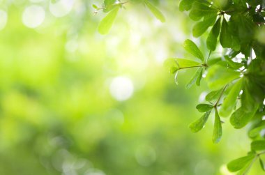 Yeşil yaprağın bahçedeki bulanık arkaplan ve güneş ışığını kapamak için doğal yeşil bitki, ekoloji ve duvar kağıdı ve arkaplan için kopyalama alanı kullanın.