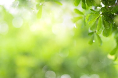 Yeşil yaprağın bahçedeki bulanık arkaplan ve güneş ışığını kapamak için doğal yeşil bitki, ekoloji ve duvar kağıdı ve arkaplan için kopyalama alanı kullanın.