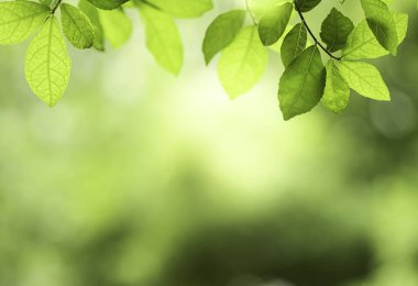 Çevrenin güzel manzarası. Bulanık yeşillik arka planında yeşil yapraklar. Kamu parkında güneş ışığı. Manzara ekolojisi ve duvar kağıdı ve arkaplan için kopyalama alanı..