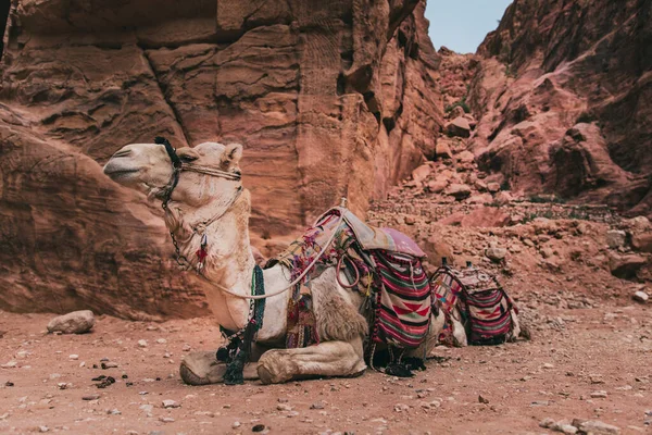 Camel with colored rags resting in the city of Petra