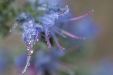 Yeşil arka planda bir damlanın makro fotoğrafı ve kabarık mavi çiçekler