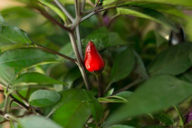 Yaprakların arasında acı kırmızı biber.