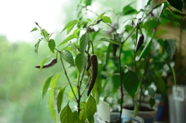 Palmiye manzaralı siyah kırmızı biber.