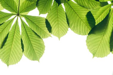 Yeşil kestane yaprakları beyaz arka planda kapanıyor. Doğa geçmişi. Taze duvar kağıdı konsepti. seçici odak