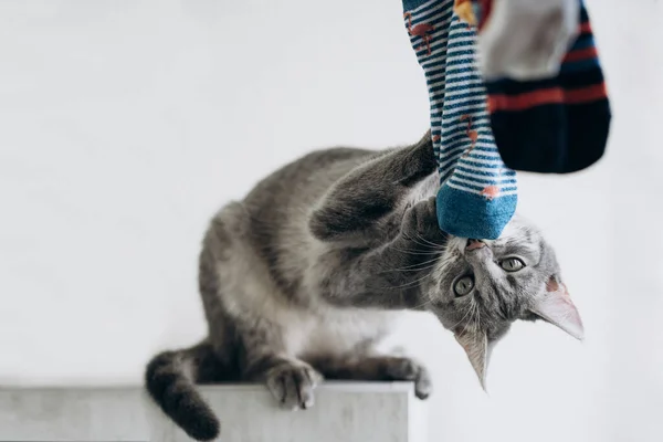 Renkli çoraplarla oynayan sevimli gri kedi, komik surat. Komik kedi pozu