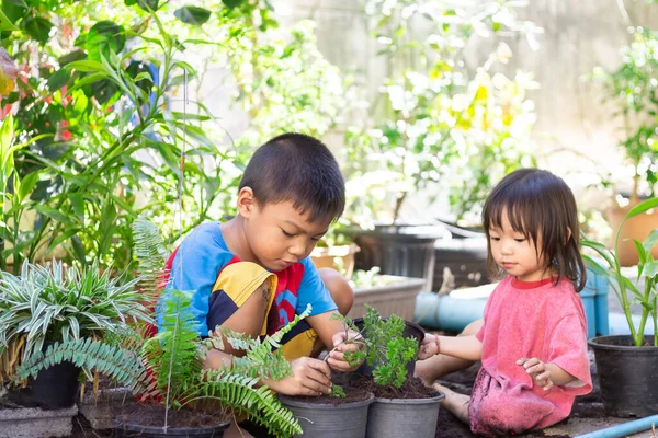 Pohon Penanaman Saudara Asia Pada Pot Anak Anak Menanam Pohon — Stok Foto