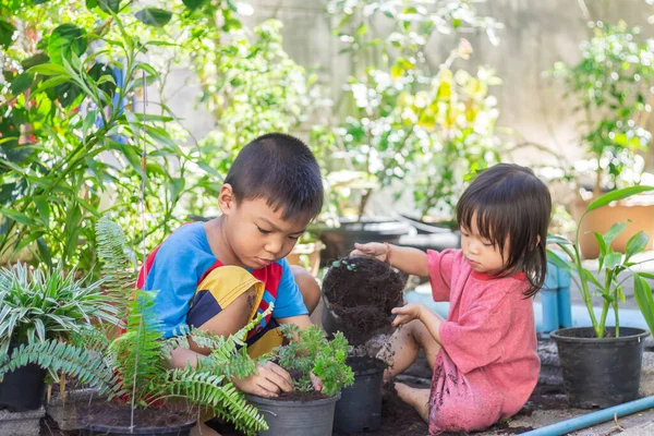 Pohon Penanaman Saudara Asia Pada Pot Anak Anak Menanam Pohon — Stok Foto