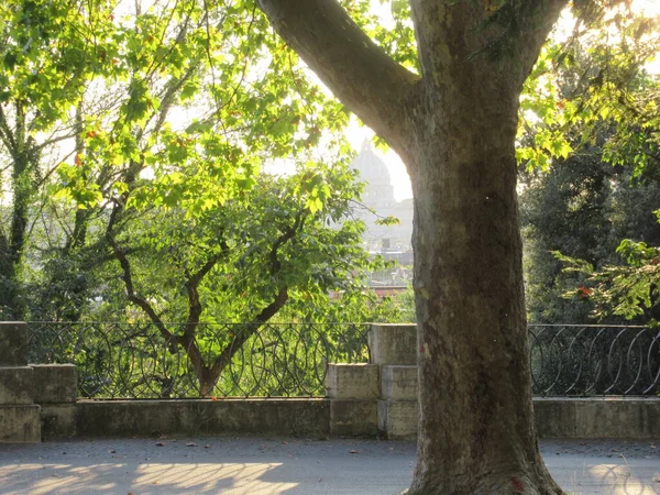 Vatikan Roma 'da ağaçların arkasında