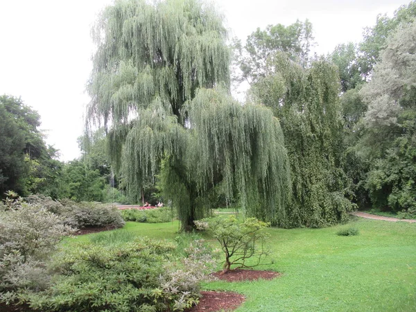 Ağlayan söğüt yeşil çimlerle