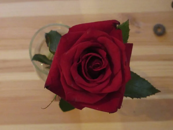 Yukarıdan gelen bir kavanozda kırmızı gül