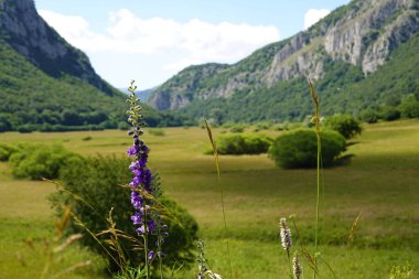 Yeşil vadi arka planı ve dağları olan mor çiçekli bir makro.